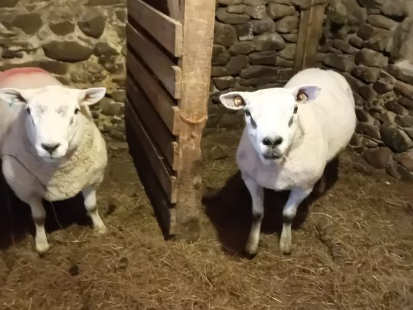 2 Texel Ram - Main image