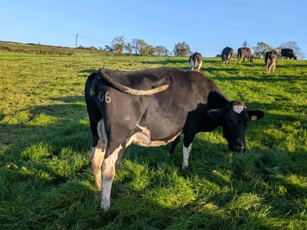 Cows - Main image