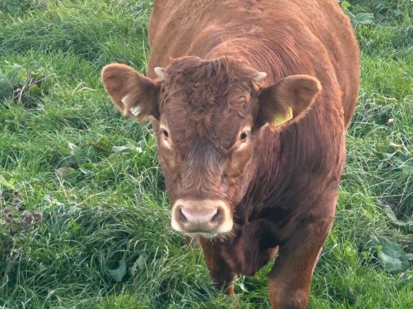 Young bull - Main image