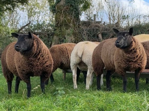 Blue Texel Ewe Lambs - Main image