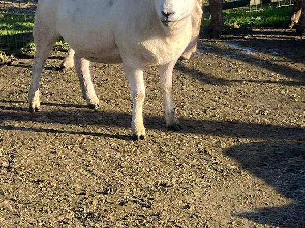 Texel X Hoggets - Main image