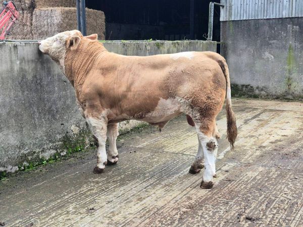 PEDIGREE FULLY POLLED SIMMENTAL BULLS AND HEIFERS - Main image