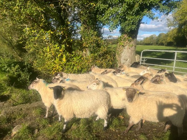 Hogget sheep - Main image
