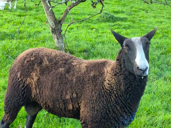 Zwartbles ram - Main image