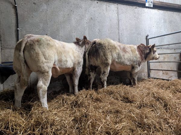 Belgian Blue X Heifers - Main image