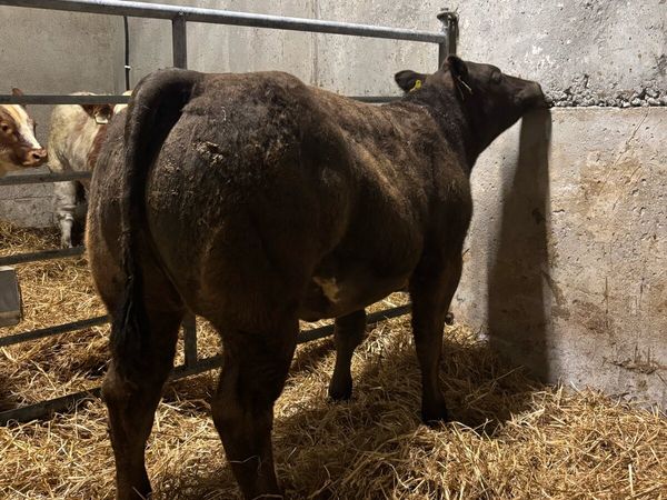 Belgian Blue X Heifer - Main image
