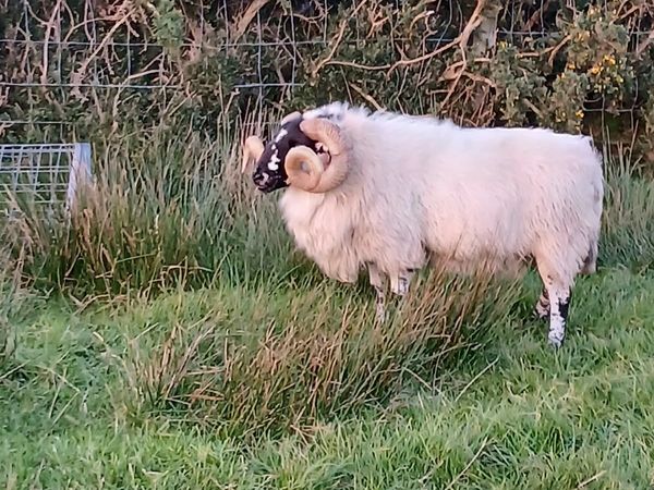 Aged Ram - Main image