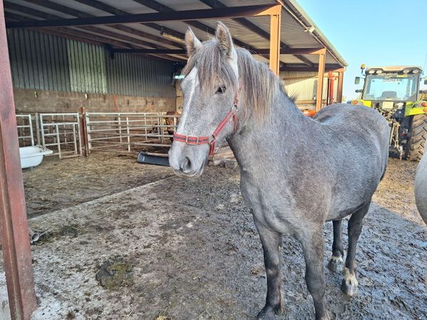 Yearling filly - Main image