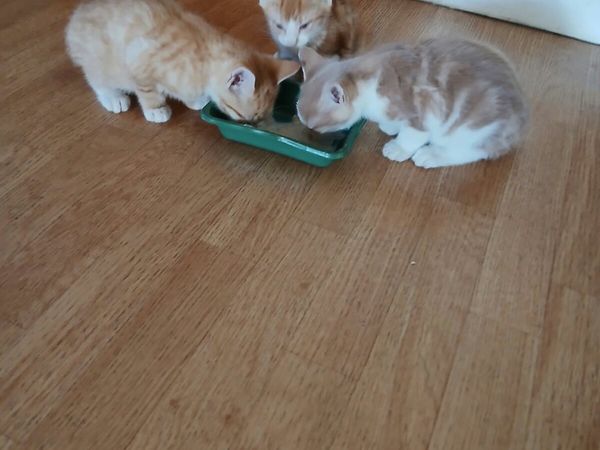 Kittens very friendly - Main image