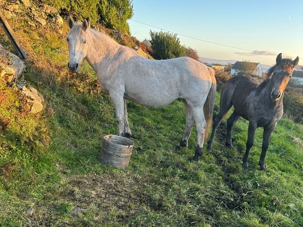 Mare and foal - Main image