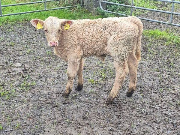 Charolais Bull Calf for sale - Main image