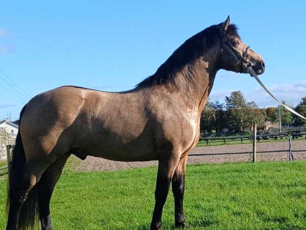 Connemara Colt - Main image