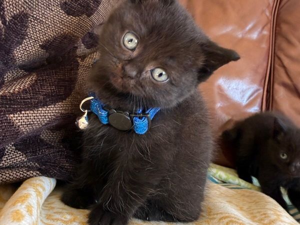 Kittens - Main image