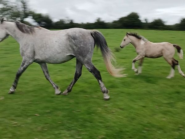 Golden dun filly foals - Main image