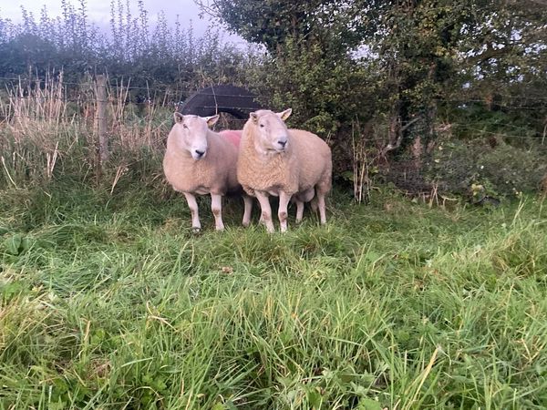 SIS Wicklow cheviot Rams - Main image