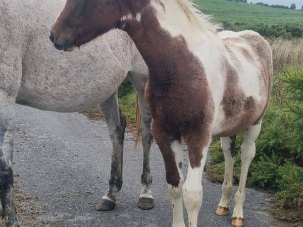 Red roan and white colt foal for sale - Main image