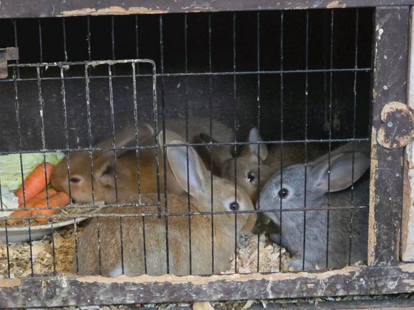 4 bunnies - Main image