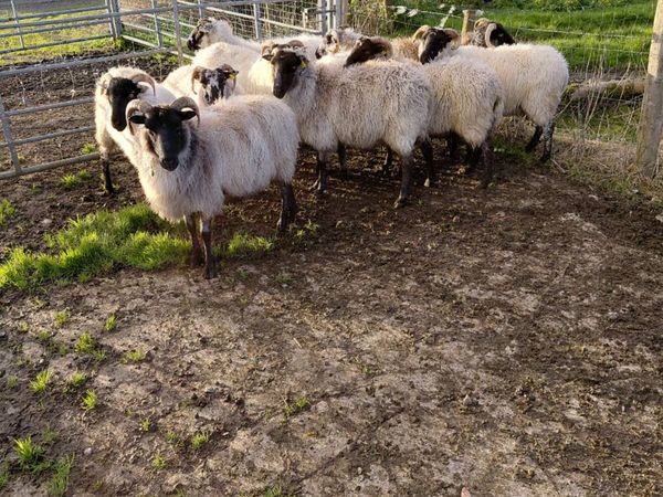 Mountain ewes - Main image