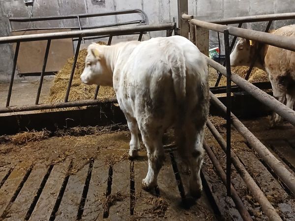 Weanling heifer - Main image