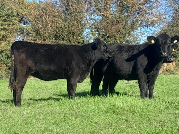 Pedigree aberdeen angus heifers - Main image