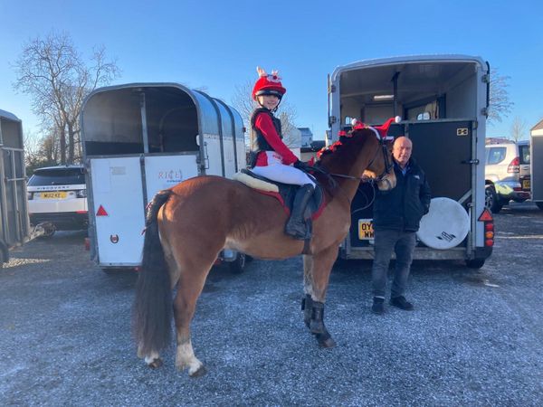 14hh Connemara 7 yo experienced pony club pony - Main image