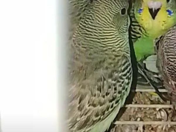 Split BF/BW budgies an Quails - Main image