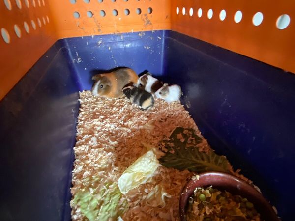 Guinea pigs - Main image