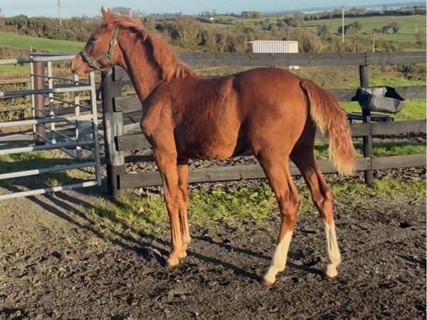 Castlelawn Emerald Filly - Main image