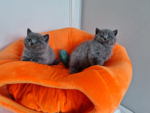 Amazing Purebred British shorthair kittens - Main image