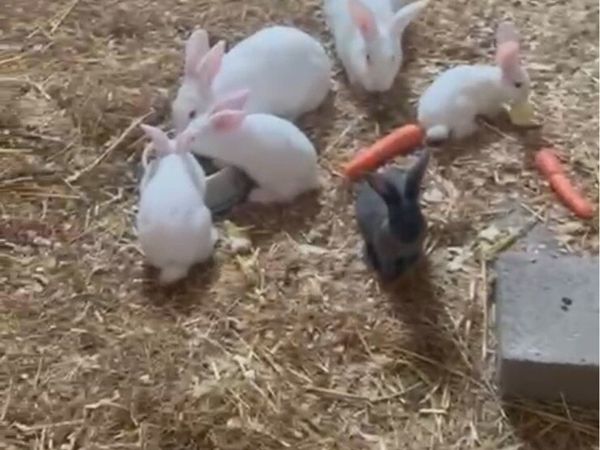Rabbits - Main image