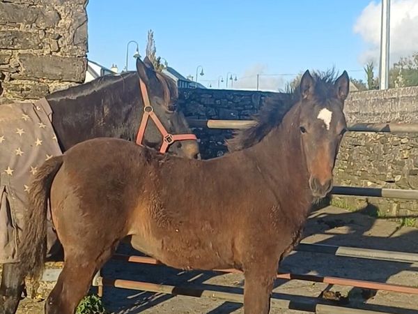 Sport pony filly foal - Main image