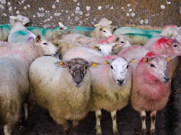 50 Speckled Face Ewe Lambs - Main image