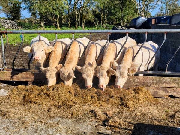 Pedigree  Registered  Charolais  heifers for sale - Main image