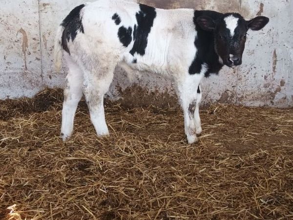 Purebred belgian blue - Main image