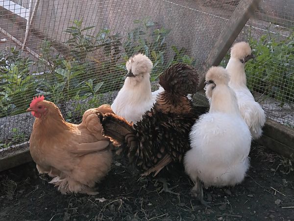 Silkie, Frizzle Polish, Pekin. - Main image