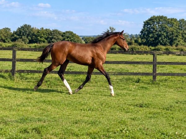 Cascari Foal for Sale - Main image