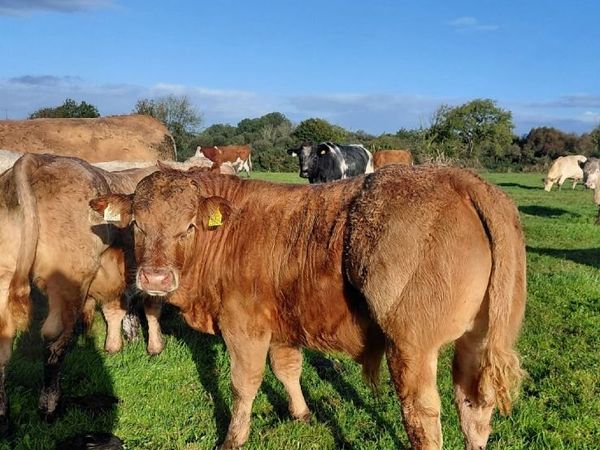 ⭐️Charolais weanlings for sale - Main image