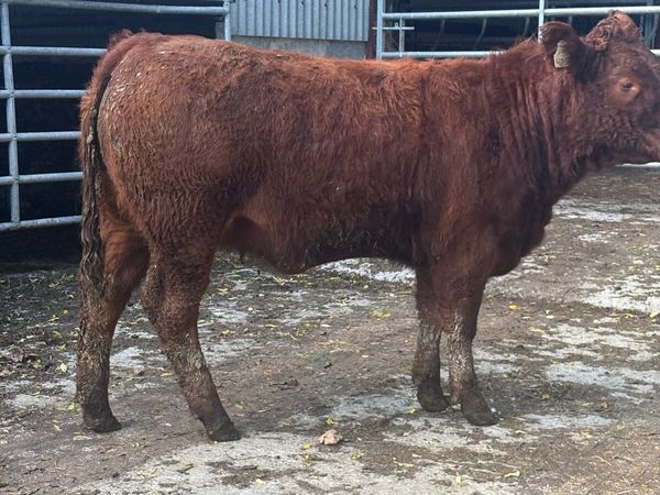 Breeding heifers - Main image