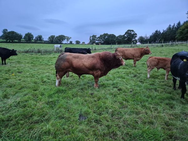 Bull - Main image