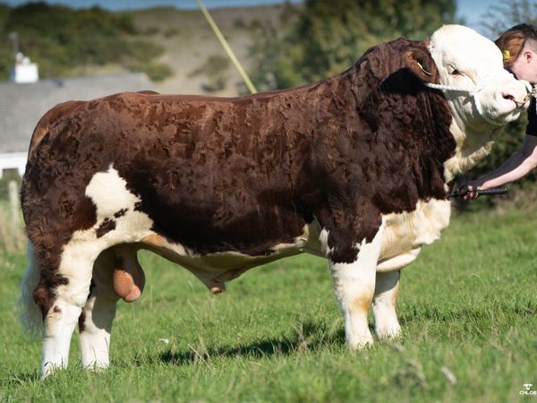 PBR Simmental Bulls - Main image