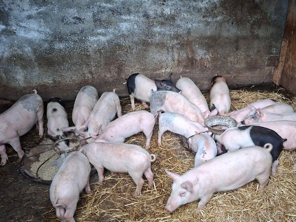 Young pigs for sale - Main image