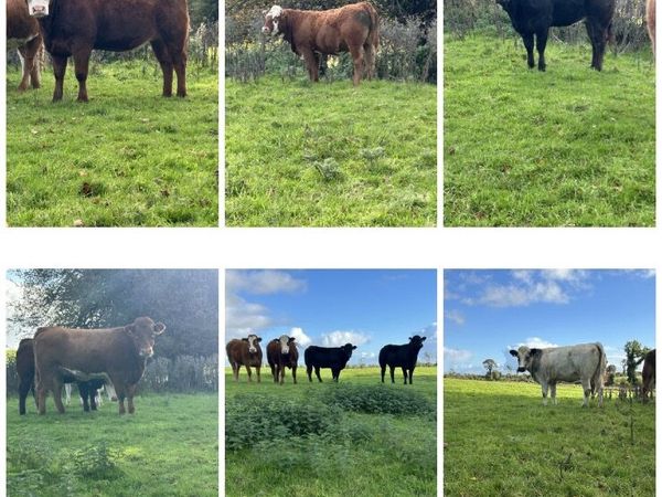✅Maiden heifers -Ballymote Mart 22.10.26✅ - Main image