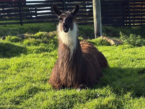 Ziko – Friendly Young Llama - Main image