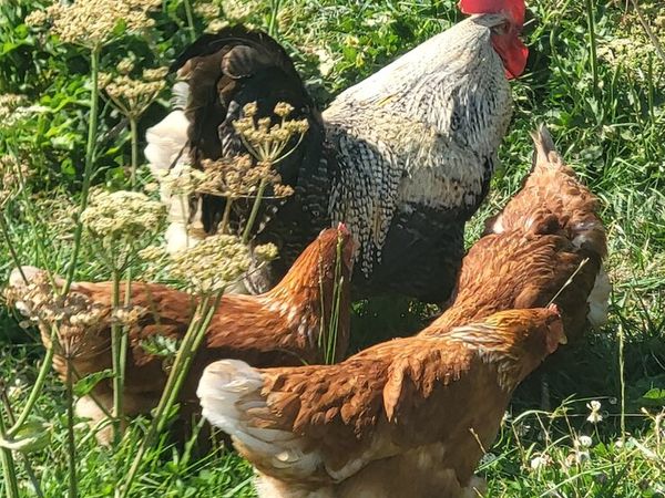 Point of laying Hens.  An chicks - Main image