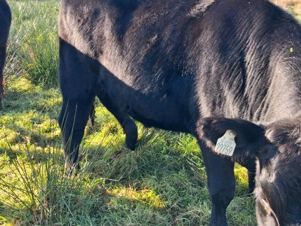 BULLOCKS - Main image