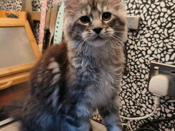 TICA registeredl Maine coon kittens - Main image