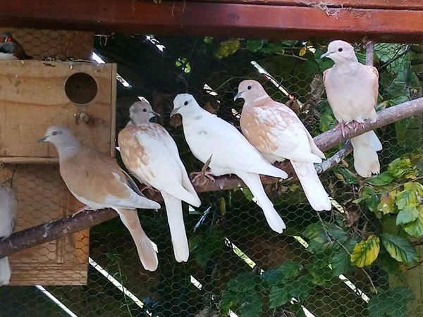 Doves - Main image