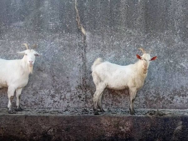 Buck goats - Main image