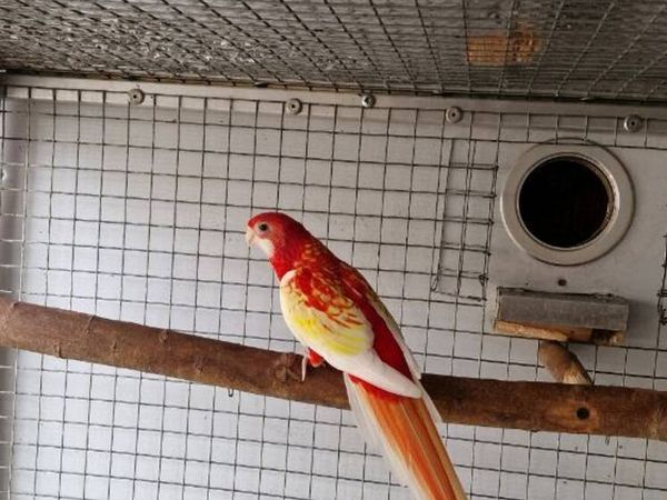 Rosella Rubino & Red-rumped - Main image