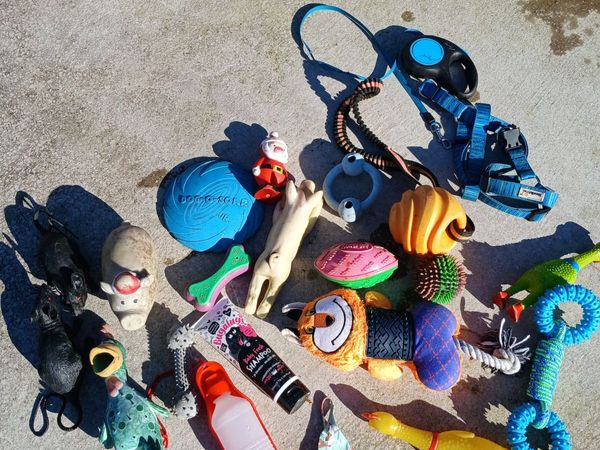 Dog toys and accessories  Free to collect - Main image